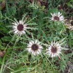 Silberdistel, Foto: Werner Breuninger