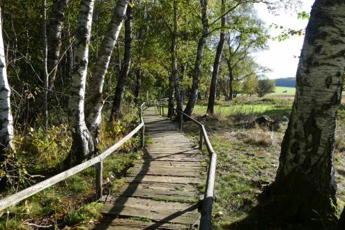 Schwellenweg Schopflocher Moor_Katharina Heine
