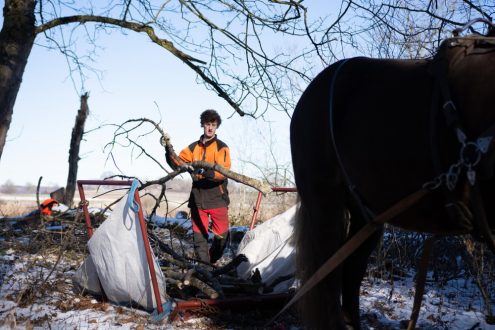 FÖJ_Arbeit mit dem Rückepferd im Schopflocher Moor, Foto_Luis Hafner