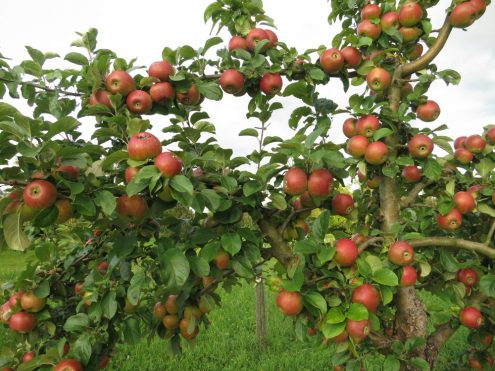 Apfelbaum auf einer Obstbaumwiese, Foto Schwäbischer Albverein_Reinhard Wolf
