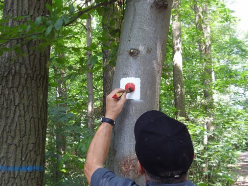 Tausende Ehrendamtliche halten die Wanderweg in Deutschland in Ordnung. Foto: Katharina Knaup