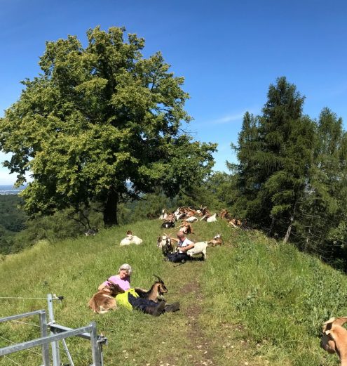 Die Ortsgruppe Kohlberg/Kappishäusern gehört zu den früheren Preisträgern beim Kulturlandschaftspreis. Sie hält zum Zweck der Landschaftspflege an steilen Hängen von Jusi, Floriansberg und Neuffener Hörnle eine Ziegenherde. Foto: Schwäbischer Albverein/Dilg