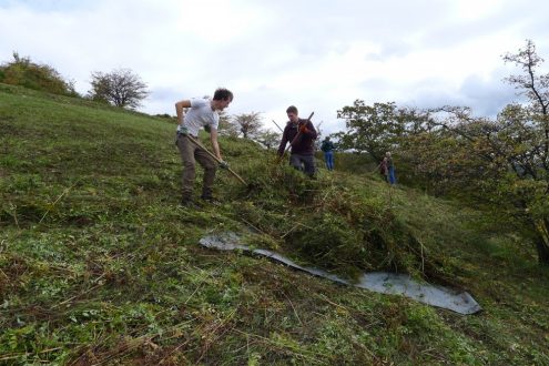 Schweißtreibende Arbeit beim Landeschaftspflegetag am Füllmenbacher Hofberg bei Sternenfels. Foto: Schwäbischer Albverein/Katharina Heine