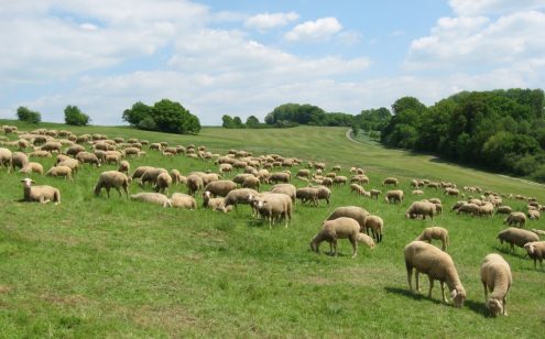 Schafe sind in der Landschaftspflege nicht ersetzbar. Foto: Poesselt