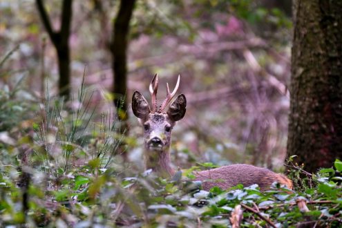 Was tun, wenn beim Wandern ein Reh oder ein Wildschwein den Weg kreuzt? Foto: pixabay