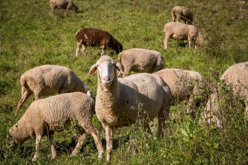Schafe helfen bei der Landschaftspflege. Foto: pixabay