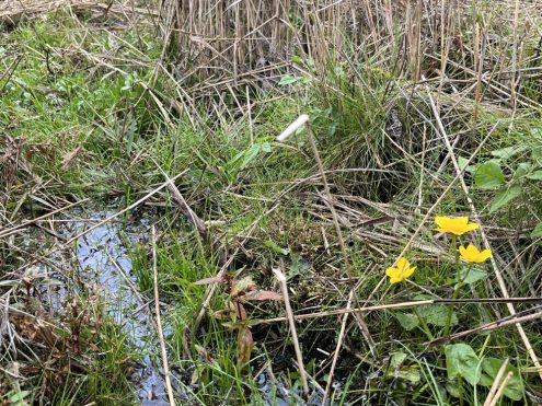 Im Schopflocher Moor. Foto Ute Dilg