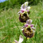 Orchidee_Katharina_Heine