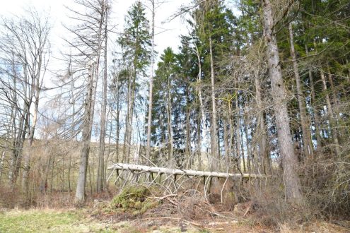 Umgestürzter Baum im Wald. Die Schäden sind bedingt durch den Klimawandel mittlerweile enorm. Foto: Schwäbischer Albverein