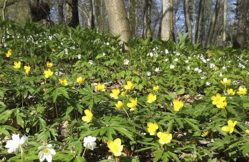 Frühblüher im Wald. Foto: Siegrid Mahr