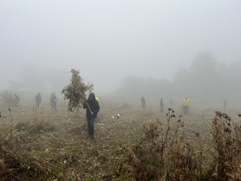 Schaurig-schöne Stimmung im Moor. Foto: Schwäbischer Albverein